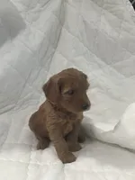 Bruno, a male Miniature Goldendoodle for sale in Stanley, WI – 2 of 3