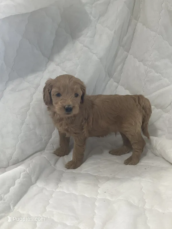 Blazer – Miniature Goldendoodle puppy for sale in Stanley, WI