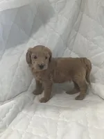 Blazer, a male Miniature Goldendoodle for sale in Stanley, WI – 1 of 2