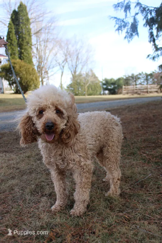 Mr George – Poodle - Miniature  puppy for sale in Stanley, WI