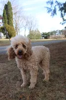 Mr George, a male Poodle - Miniature  for sale in Stanley, WI – 1 of 2