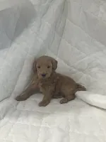 Blazer, a male Miniature Goldendoodle for sale in Stanley, WI – 2 of 2