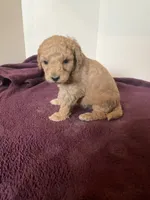 Bengie, a male Miniature Goldendoodle for sale in Stanley, WI – 3 of 3