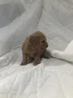 Baxter, a male Miniature Goldendoodle for sale in Stanley, WI – 2 of 3