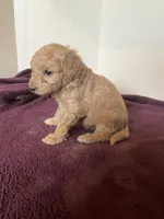 Bengie, a male Miniature Goldendoodle for sale in Stanley, WI – 2 of 3