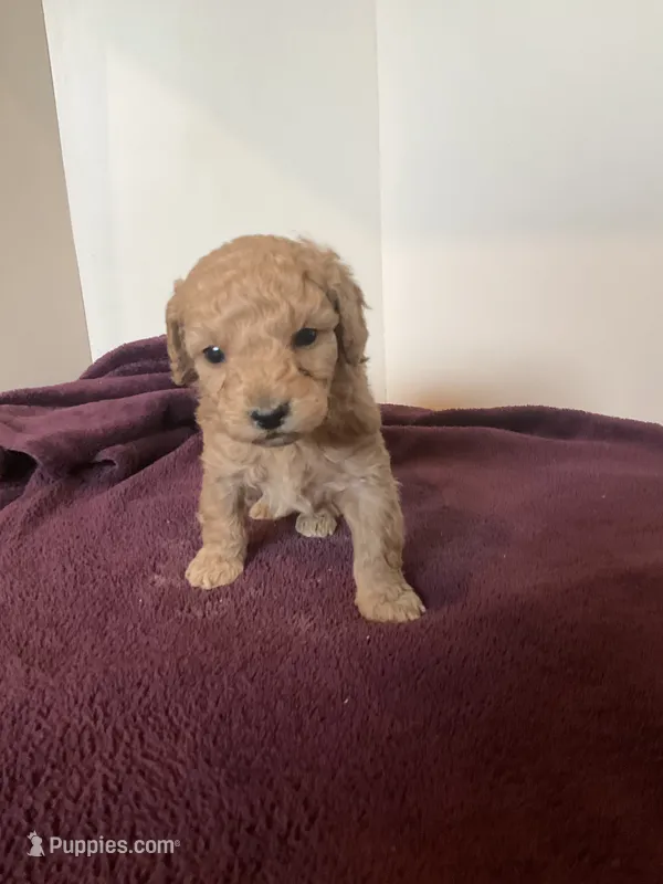 Bengie – Miniature Goldendoodle puppy for sale in Stanley, WI
