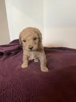 Bengie, a male Miniature Goldendoodle for sale in Stanley, WI – 1 of 3