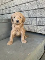 Buddy, a male Miniature Goldendoodle for sale in Stanley, WI – 1 of 3