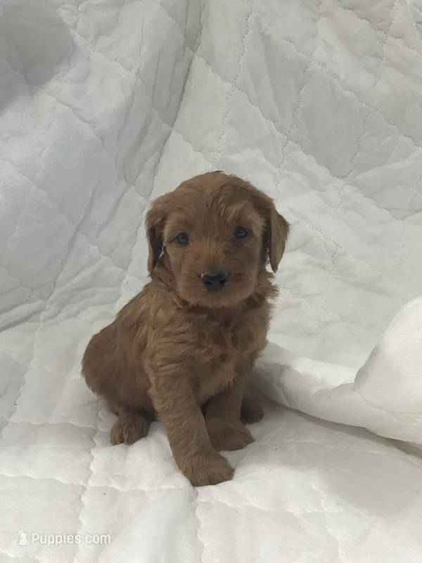 Bruno – Miniature Goldendoodle puppy for sale in Stanley, WI