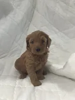 Bruno, a male Miniature Goldendoodle for sale in Stanley, WI – 1 of 3