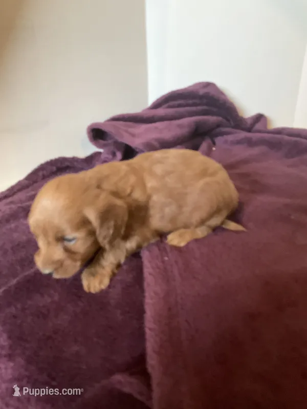 Betsy – Miniature Goldendoodle puppy for sale in Stanley, WI