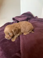 Betsy, a female Miniature Goldendoodle for sale in Stanley, WI – 1 of 3