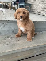 processed/b8e52383-c337-4b20-bab5-698cea8b7dfb/listing/a19de89f-22e6-4a2b-beef-ee46ebf8e67f/84193ec6-ed3d-481b-93ab-d370dd44114f