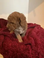 Roxy, a female Miniature Goldendoodle for sale in Stanley, WI – Photo 2 of 3