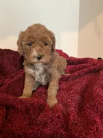 Roxy, a female Miniature Goldendoodle for sale in Stanley, WI – Photo 1 of 3