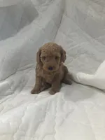 Baxter, a male Miniature Goldendoodle for sale in Stanley, WI – 3 of 3