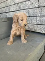 Buddy, a male Miniature Goldendoodle for sale in Stanley, WI – 3 of 3