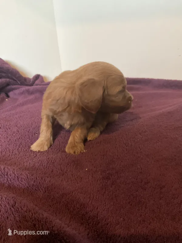 Betsy – Miniature Goldendoodle puppy for sale in Stanley, WI