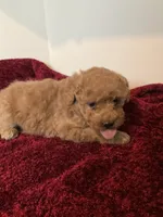 Rose, a female Miniature Goldendoodle for sale in Stanley, WI – Photo 2 of 3