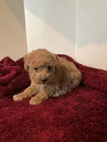 Rose, a female Miniature Goldendoodle for sale in Stanley, WI – Photo 3 of 3