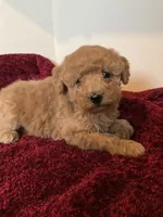 Rose, a female Miniature Goldendoodle for sale in Stanley, WI – Photo 1 of 3