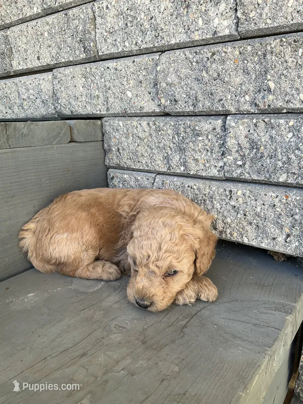 Betsy – Miniature Goldendoodle puppy for sale in Stanley, WI