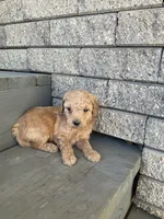Bubbles, a female Miniature Goldendoodle for sale in Stanley, WI – 1 of 2