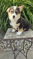 Harley, a male Pembroke Welsh Corgi for sale in Cromwell, IN – 4 of 5