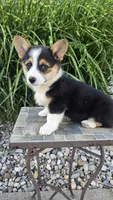 Harper, a female Pembroke Welsh Corgi for sale in Cromwell, IN – 5 of 5