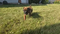 Myah, a female Boxer for sale in Cromwell, IN – 6 of 6