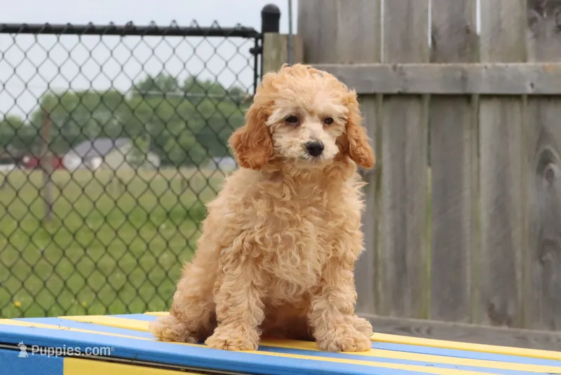 Vicking – Poodle - Miniature  puppy for sale in Cromwell, IN