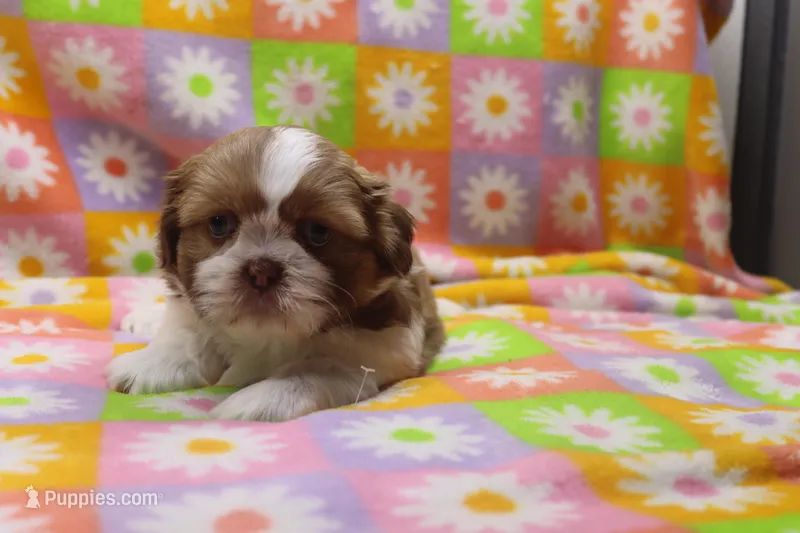 jackson – Shih Tzu puppy for sale in Cromwell, IN