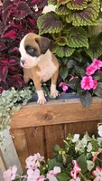 Lilly, a female Boxer for sale in Cromwell, IN – 4 of 7