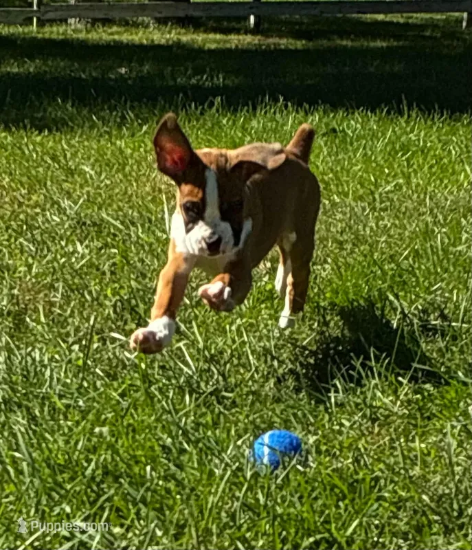 Oliver – Boxer puppy for sale in Cromwell, IN