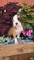 Lilly, a female Boxer for sale in Cromwell, IN – 7 of 7