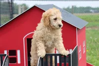 Vicki , a male Poodle - Miniature  for sale in Cromwell, IN – 3 of 4