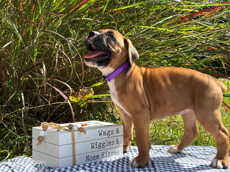 Olivia – Boxer puppy for sale in Cromwell, IN