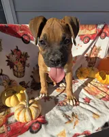 Saige, a female Boxer for sale in Cromwell, IN – 2 of 7
