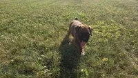 Myah, a female Boxer for sale in Cromwell, IN – 4 of 6