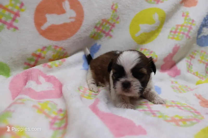 jessie – Shih Tzu puppy for sale in Cromwell, IN