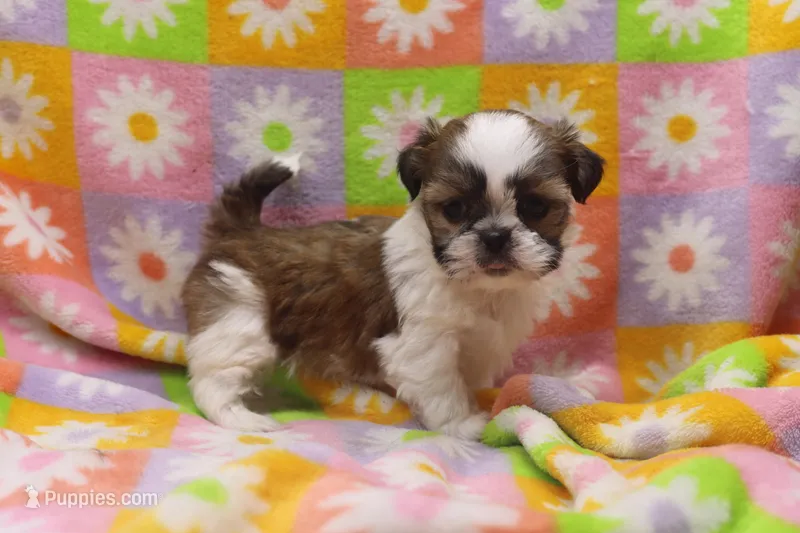 jessie – Shih Tzu puppy for sale in Cromwell, IN