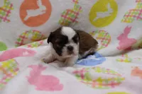 jessie, a female Shih Tzu for sale in Cromwell, IN – Photo 2 of 4