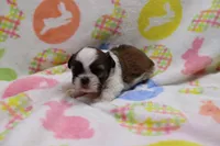 jessie, a female Shih Tzu for sale in Cromwell, IN – Photo 4 of 4