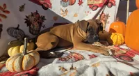 Saige, a female Boxer for sale in Cromwell, IN – 3 of 7