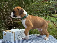 Oliver, a male Boxer for sale in Cromwell, IN – 2 of 2
