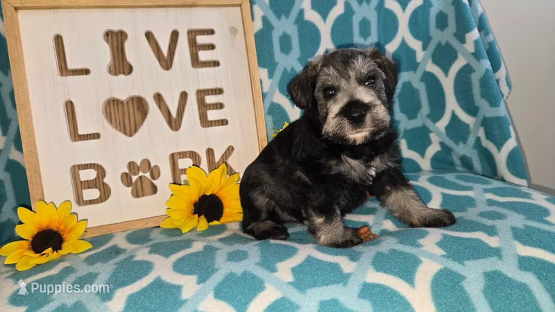 maverick – Miniature Schnauzer puppy for sale in Cromwell, IN