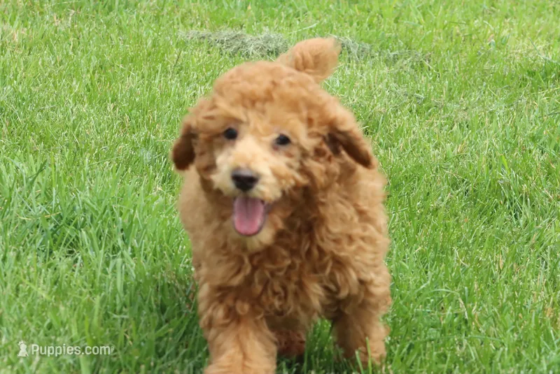 vinnie – Poodle - Miniature  puppy for sale in Cromwell, IN