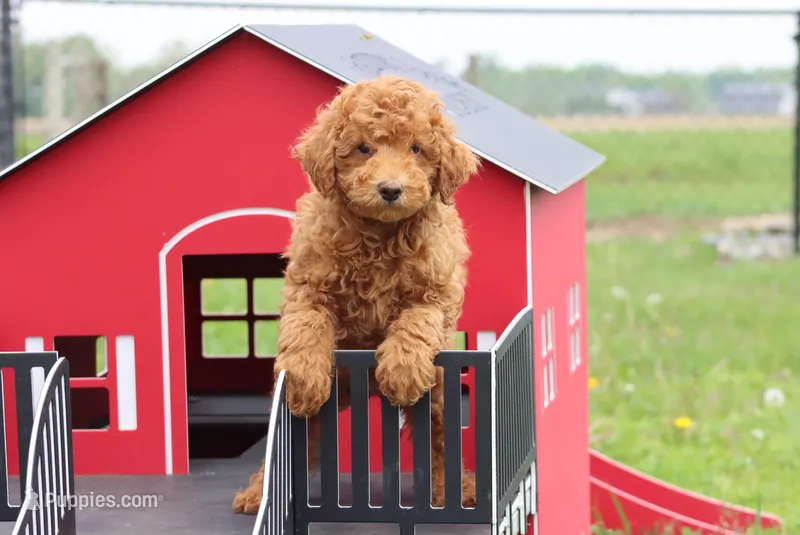 vinnie – Poodle - Miniature  puppy for sale in Cromwell, IN