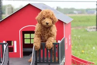 vinnie, a male Poodle - Miniature  for sale in Cromwell, IN – 1 of 8