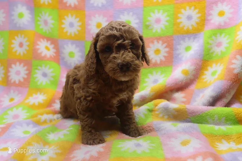 Victor – Poodle - Miniature  puppy for sale in Cromwell, IN